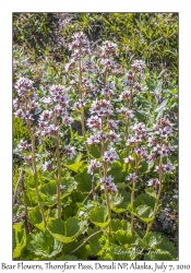 Bear Flowers