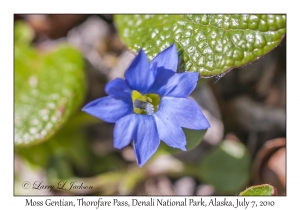 Moss Gentian