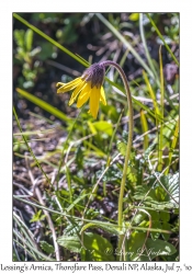 Lessing's Arnica