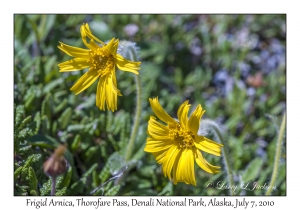 Frigid Arnica