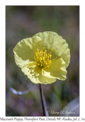 Macoun's Poppy