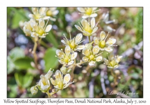 Yellow spotted Saxifrage