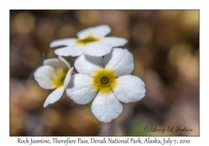 Rock Jasmine