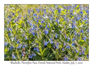 Bluebells