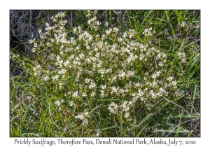 Prickly Saxifrage