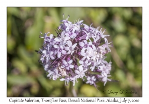 Capitate Valerian