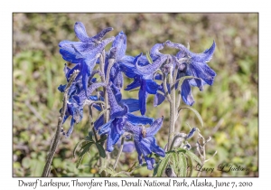 Dwarf Larkspur