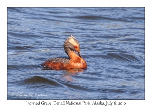 Horned Grebe