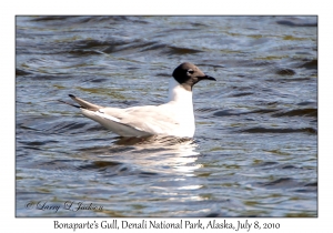 Bonaparte's Gull