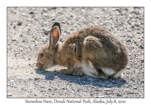 Snowshoe Hare