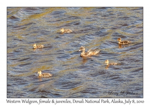 Western Widgeons