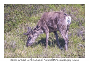 Barren Ground Caribou