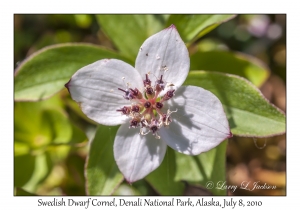 Swedish Dwarf Cornel