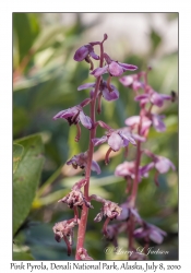 Pink Pyrola