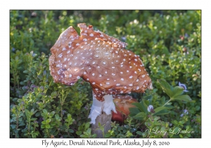 Fly Agaric