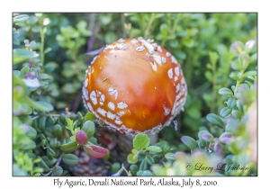 Fly Agaric