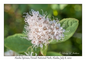 Alaska Spiraea