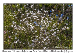 Mouse-ear Chickweed