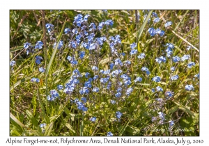 Alpine Forget-me-not