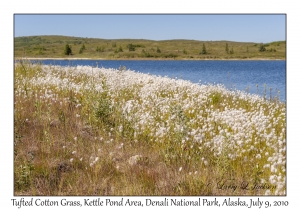 Tufted Cotton Grass