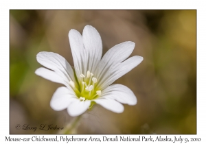 Mouse-ear Chickweed