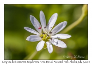 Long-stalked Starwort