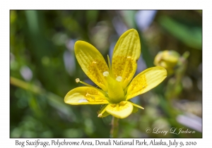 Bog Saxifrage