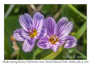 Alaska Spring Beauty