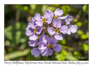 Parry's Wallflower