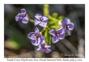 Purple Cress