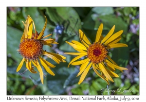 Unknown Senecio