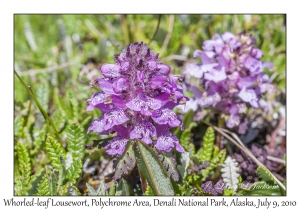 Whorled-leaf Lousewort