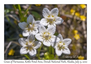 Grass of Parnassus