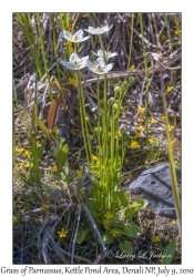 Grass of Parnassus