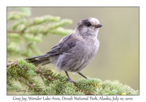 Gray Jay