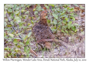 Willow Ptarmigan