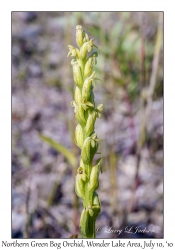 Northern Green Bog Orchid