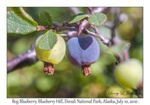 Bog Blueberry