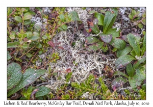 Lichen & Red Bearberry