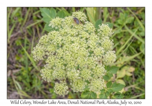 Wild Celery