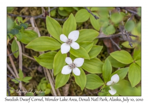 Swedish Dwarf Cornel