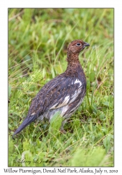 Willow Ptarmigan