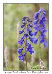 Larkspur