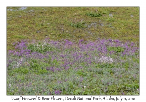 Dwarf Fireweed & Bear Flowers