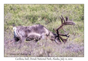 Barren Ground Caribou