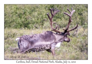 Barren Ground Caribou