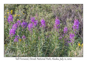 Tall Fireweed