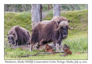 Muskoxen