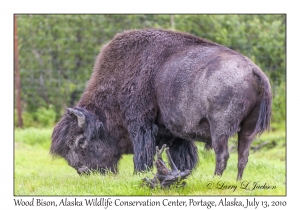 Wood Bison