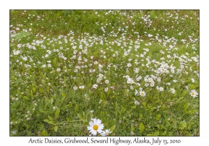 Arctic Daisies